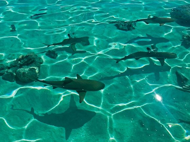 Mare turchese e squali pinna nera che nuotano