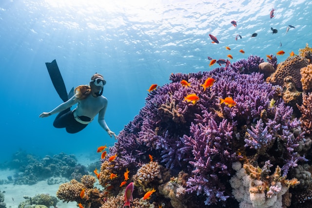 Persona fa snorkeling accanto a dei coralli