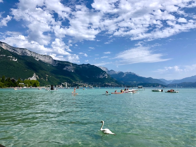 Un cigno che nuota nel lago di Annecy, sullo sfondo persone praticano sport