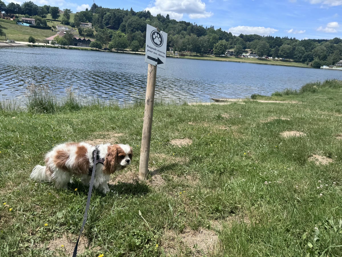 Nala vicino a un lago che ospita un'area per cani