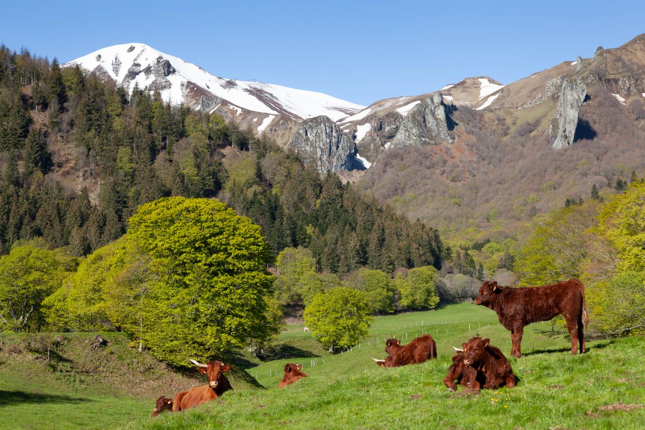 panorama montano con mucche al pascolo e montagne sullo sfondo