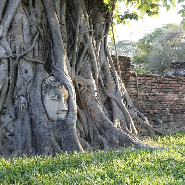 Testa del Buddha nelle radici di un albero ad Ayuttaya in Thailandia
