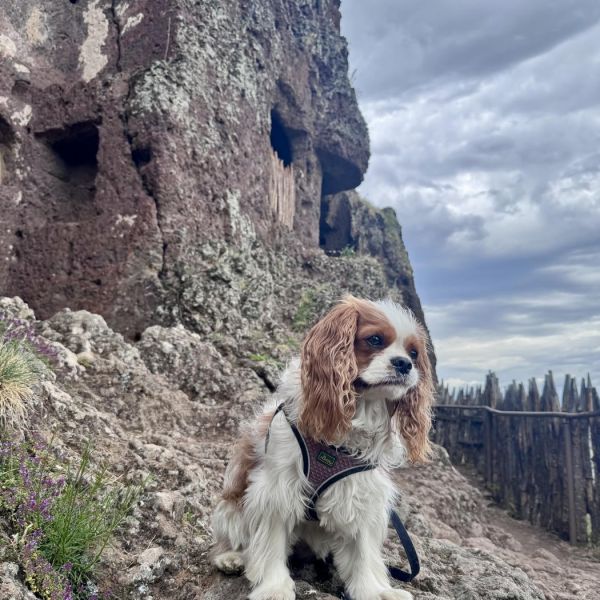 Nala in primo piano e sullo sfondo delle cavità nella roccia, Grotte di Jonas, Francia